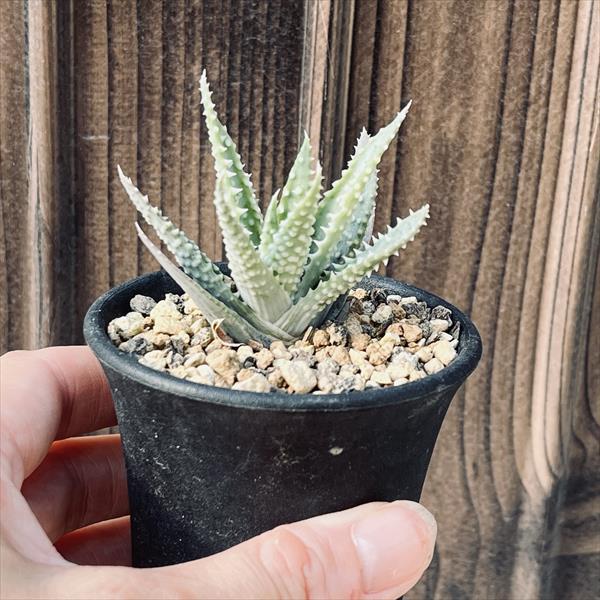 多肉植物：アロエ フミリス 帝王錦*幅5cm : 遊恵盆栽 Yahoo!店