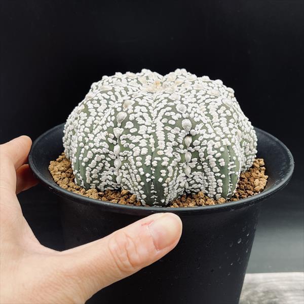 ☆特価☆サボテン：アストロフィツム 兜丸 実生*幅12cm 現品！一品