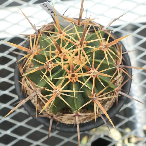 サボテン：フェロカクタス 強刺文鳥丸*12cm 現品 一品限り : 遊恵盆栽