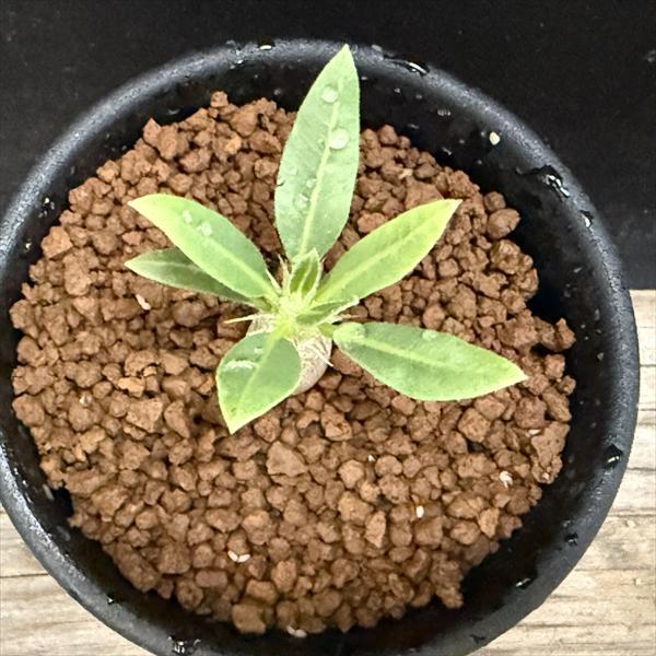 コーデックス：パキポディウム 恵比寿大黒 実生*ミニ 塊根幅