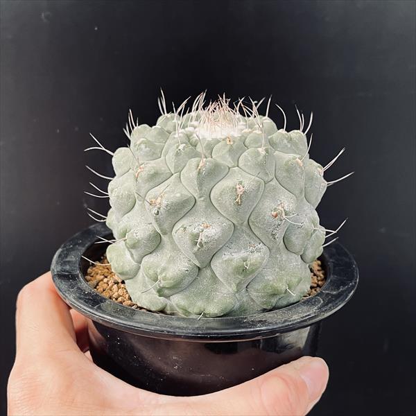 サボテン：ストロンボカクタス 菊水 自根*幅8cm 現品！一品限り : 遊恵