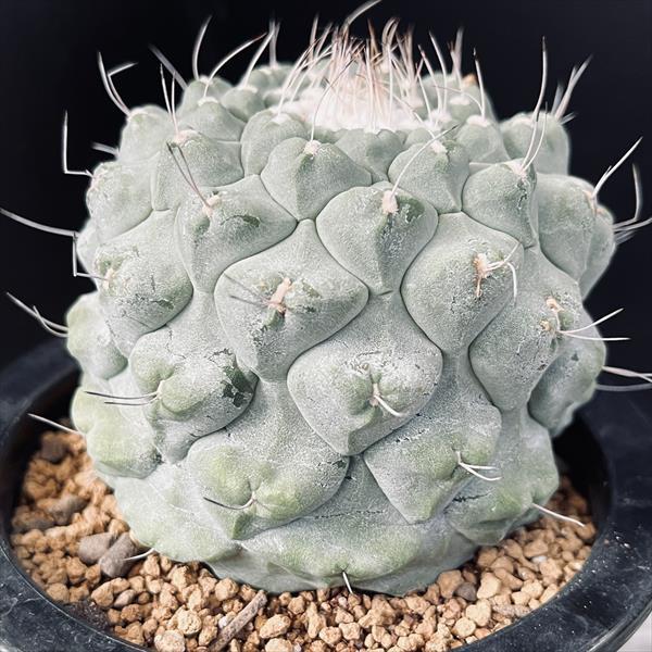サボテン：ストロンボカクタス 菊水 自根*幅8cm 現品！一品限り : 遊恵