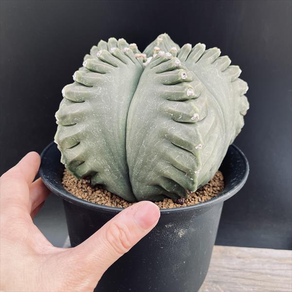 サボテン：アストロフィツム 亀甲碧瑠璃鸞鳳玉 ツギ*幅15cm 現品