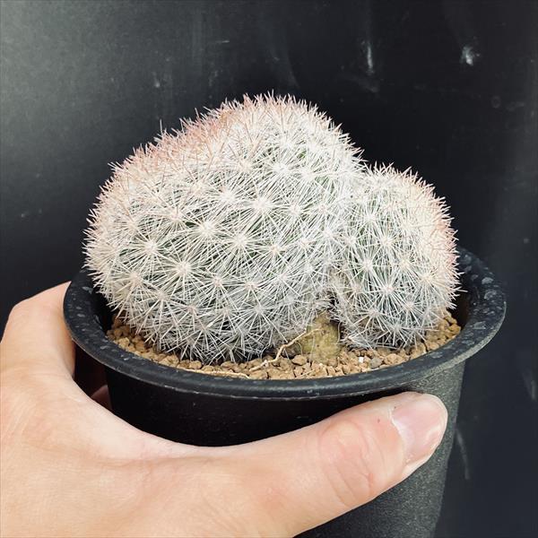 サボテン：マミラリア 満月*幅9.5cm 現品！一品限り : 遊恵盆栽 Yahoo