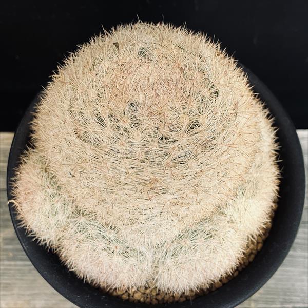 サボテン：マミラリア 満月*幅11.5cm 現品！一品限り : 遊恵盆栽 Yahoo