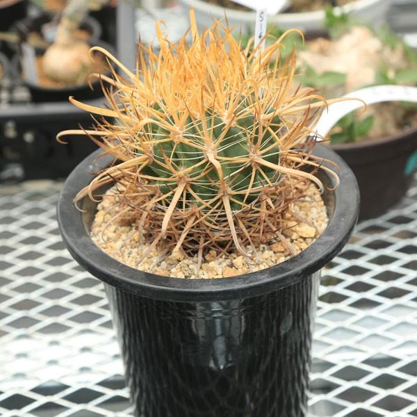 ◆金冠竜◆実生苗　フェロカクタス　サボテン販売 サボテン：フェロカクタス 金冠竜*9cm 現品 一品限り : 遊恵盆栽