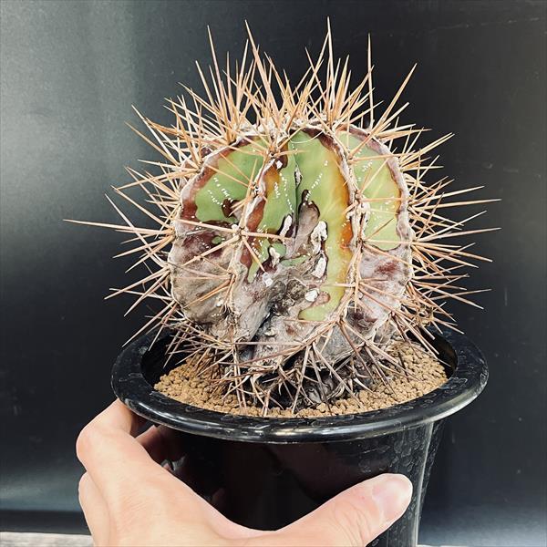 サボテン：アストロフィツム 般若*幅10cm 現品！一品限り : 遊恵盆栽