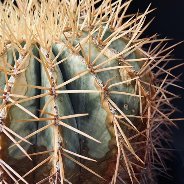 k*n様 オークション　サボテン　フェロカクタス　王冠竜錦　実生 Yahoo!オークション - 王冠竜錦