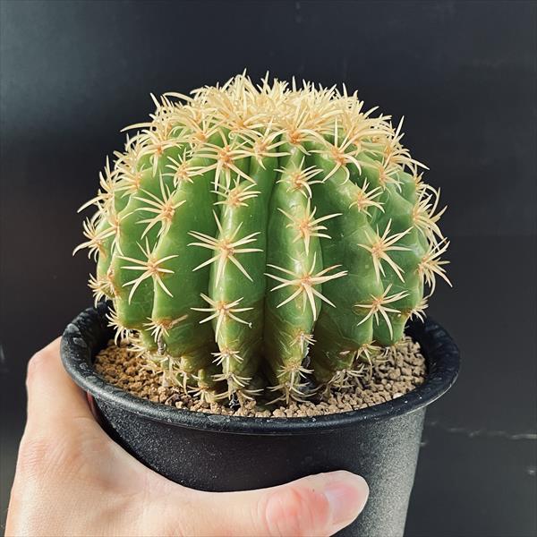 サボテン：エキノカクタス 短刺金鯱*幅12cm 現品！一品限り : 遊恵盆栽
