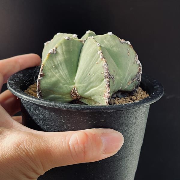 サボテン：アストロフィツム 碧瑠璃鸞鳳玉*幅8.5cm 現品！一品限り