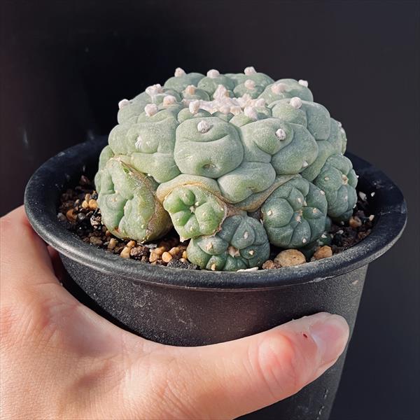 銀冠玉錦　実生　サボテン サボテン：ロフォフォラ 銀冠玉 実生*幅8cm 現品！一品限り