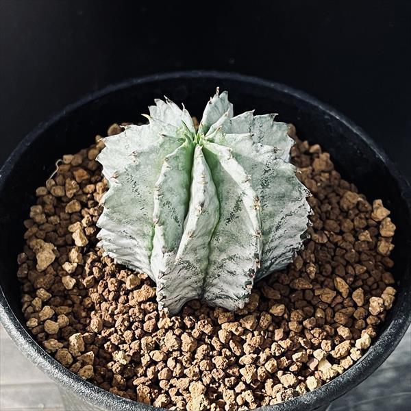 多肉植物：ユーフォルビア H氏実生 白ホリダ*S 幅4.5cm : 遊恵盆栽