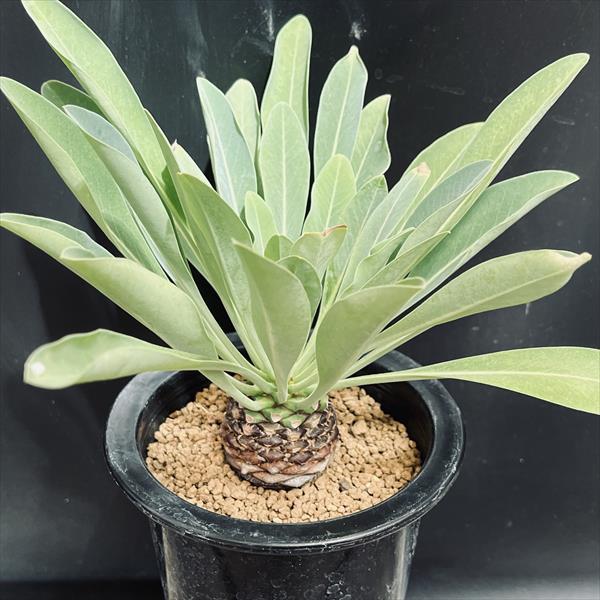 多肉植物：ユーフォルビア 鉄甲丸 実生*L 塊根幅4.5cm : 遊恵盆栽