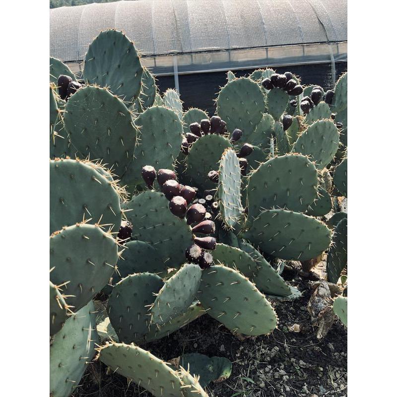 ウチワサボテン：オプンチア 大丸盆*カット苗 : 遊恵盆栽 Yahoo!店