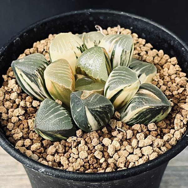 多肉植物 ハオルチア コレクタ錦 親株 多肉植物：ハオルチア 鮮明黄色斑 コレクタ錦*幅6.5cm 現品 一品限り