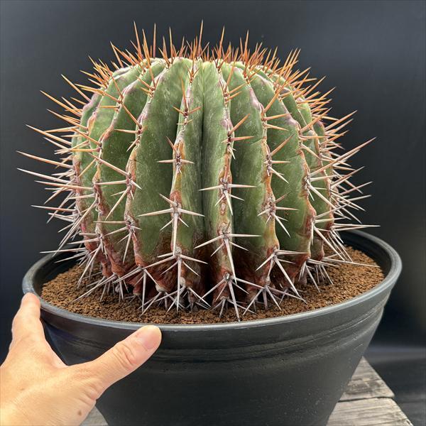 サボテン：エキノカクタス 弁慶*幅21cm 現品！一品限り ※傷あり : 遊恵