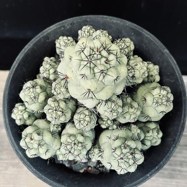 マクドガリー群生　カキコ　サボテン マクドガリー ライムグリーンに株元が赤い、不思議なサボテン