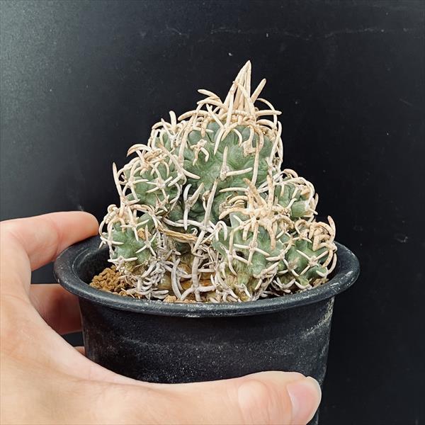 サボテン：ペディオカクタス 飛鳥 ツギ*幅7.5cm 現品！一品限り : 遊恵