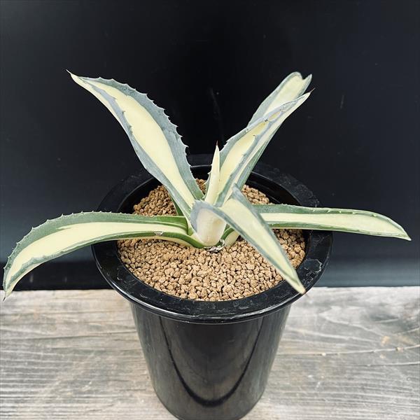アガベ　ベビートゥース錦　アメリカーナ　那智の輝き　セット 多肉植物：アガベ アメリカーナ錦 那智の輝き*幅18cm : 遊恵盆栽