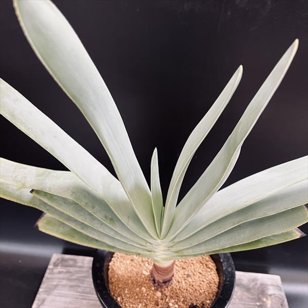多肉植物：アロエ プリカティリス*幅43cm 現品！一品限り : 遊恵盆栽