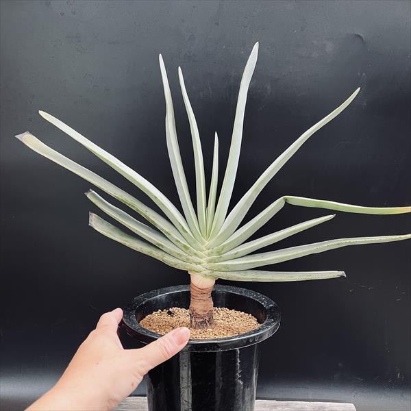 多肉植物：アロエ プリカティリス*幅43cm 現品！一品限り : 遊恵盆栽