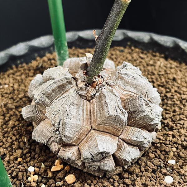 アフリカ 亀甲竜 株幅8cm 観葉植物 アフリカ亀甲竜」の人気商品一覧・価格