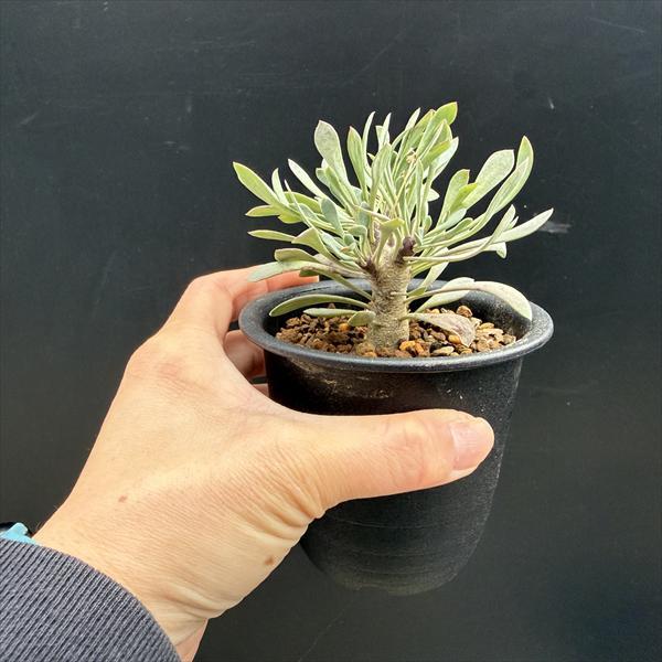 コーデックス：オトンナ ユーフォルビオイデス 実生*L 葉幅8cm