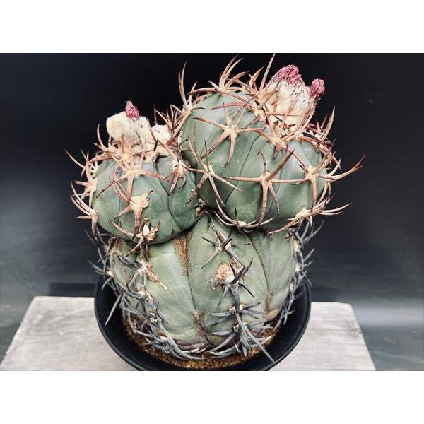 H*u様 太平丸 実生 大株 鉢植え メルカリ便送料込み H*u様 太平丸 実生 大株 鉢植え メルカリ便送料込み - メルカリ