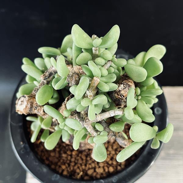 ☆特価☆コーデックス：ケラリア ピグマエア 大株*葉幅7cm 現品