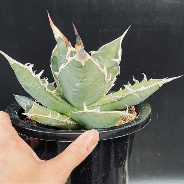 多肉植物：アガベ チタノタ*幅23cm 現品！一品限り : 遊恵盆栽 Yahoo 