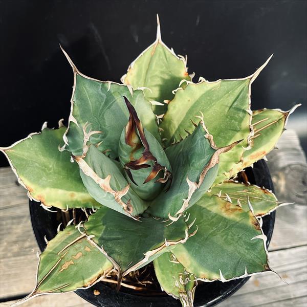 アガベ チタノタ フィリグリー錦 覆輪 アガベ チタノタ '厳竜 黄覆輪' Agave titanota f.variegata
