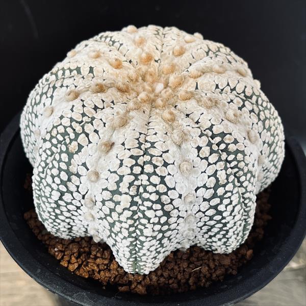 アストロフィツム　ミラクル【カキコ】 サボテン：アストロフィツム ミラクル兜 ツギ*幅9.5cm 現品！一品
