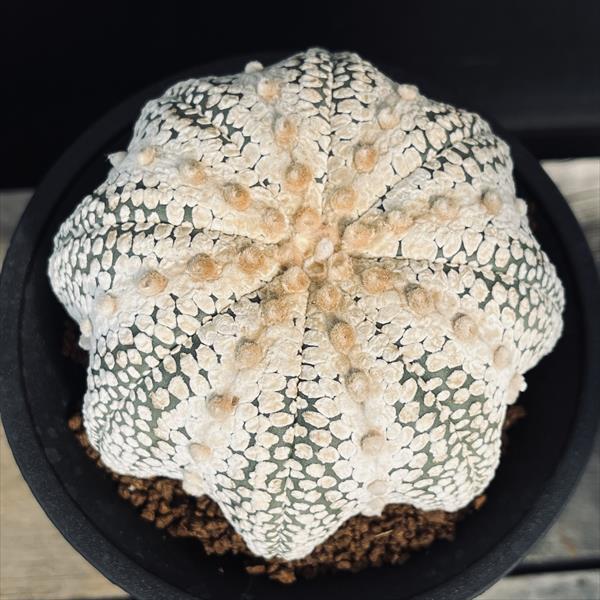 サボテン：アストロフィツム ミラクル兜 ツギ*幅9.5cm 現品