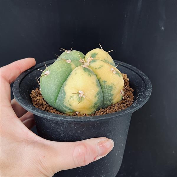 サボテン：ギムノカリキウム ペンタカンサ錦 ツギ*幅7.5cm 現品！一品
