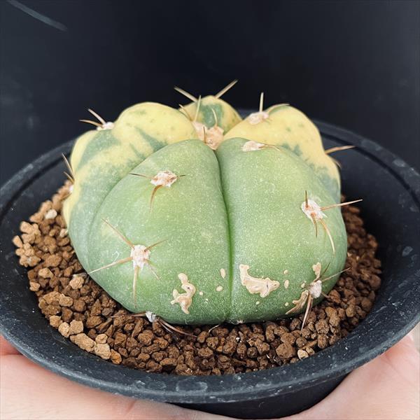 サボテン：ギムノカリキウム ペンタカンサ錦 ツギ*幅7.5cm 現品！一品