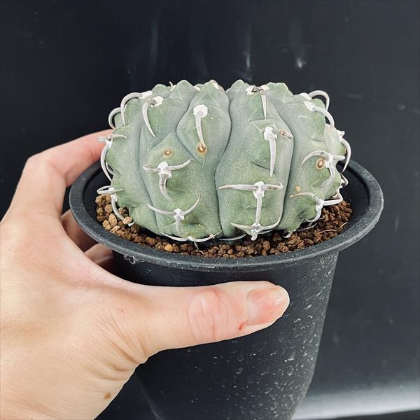 サボテン:ギムノカリキウム スーパーバッテリ ツギ*幅9.5cm サボテン:ギムノカリキウム スーパーバッテリ ツギ*幅9.5cm