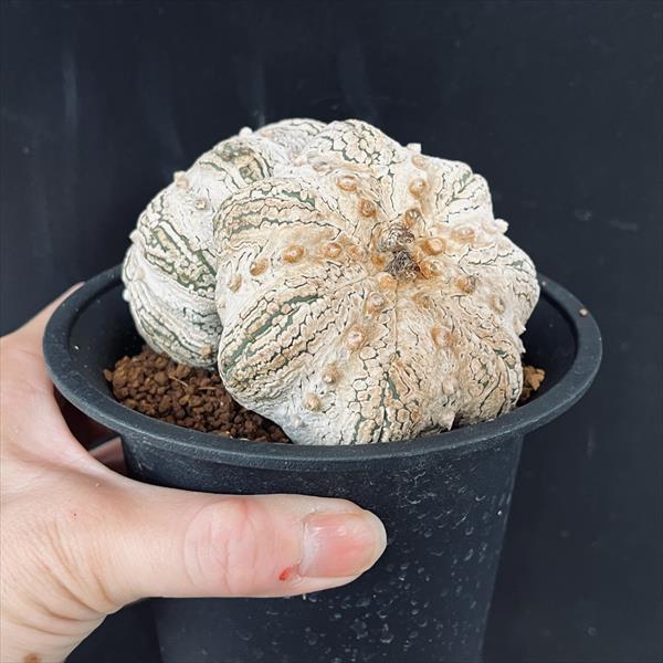 サボテン：アストロフィツム 兜丸 ダブルヘッド ツギ*幅10.5cm 現品