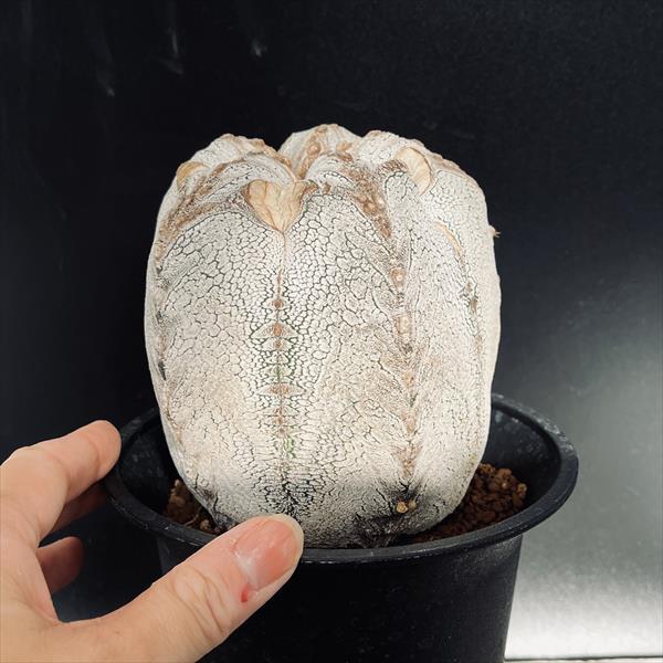 サボテン：アストロフィツム ベルベット恩塚鸞鳳玉 ツギ*幅10cm 現品