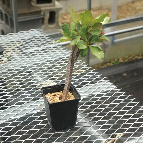 多肉植物：ユーフォルビア・ネオフンベルティ オーレオ ビリディ