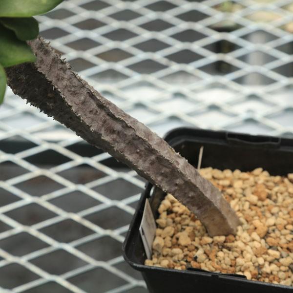 多肉植物：ユーフォルビア・ネオフンベルティ オーレオ ビリディ