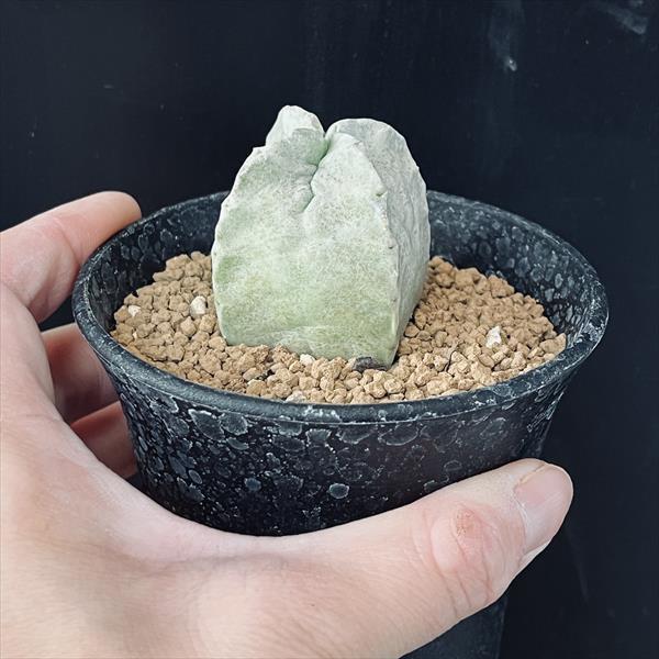 多肉植物：ホワイトスロアネア クラサ*幅4.5cm 現品！一品限り