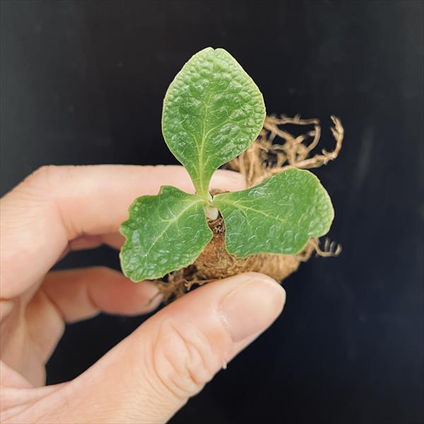 コーデックス:ユーフォルビア エクロニー 鬼笑い*葉幅4.5cm コーデックス:ユーフォルビア エクロニー 鬼笑い*葉幅4.5cm