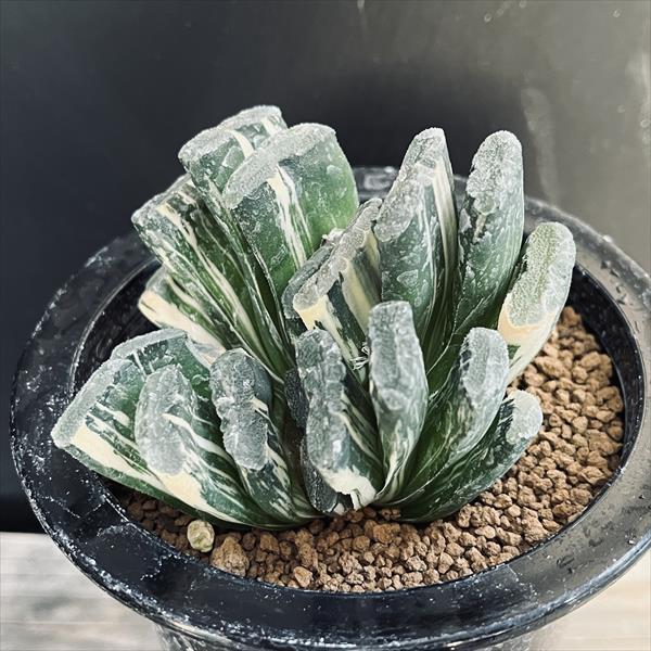 多肉植物：ハオルチア 玉扇錦*幅7.5cm 現品！一品限り : 遊恵盆栽