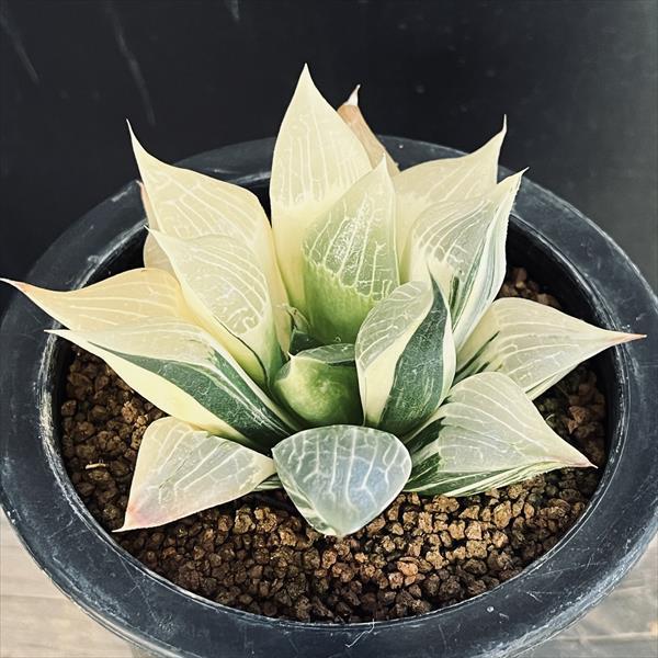 ☆特価☆多肉植物：ハオルチア コンコレ錦（コンプト×コレクタ）*幅