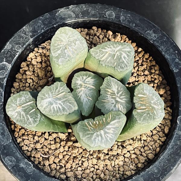 多肉植物：ハオルチア 金子氏 巨大稲妻万象*幅8cm 現品！一品限り