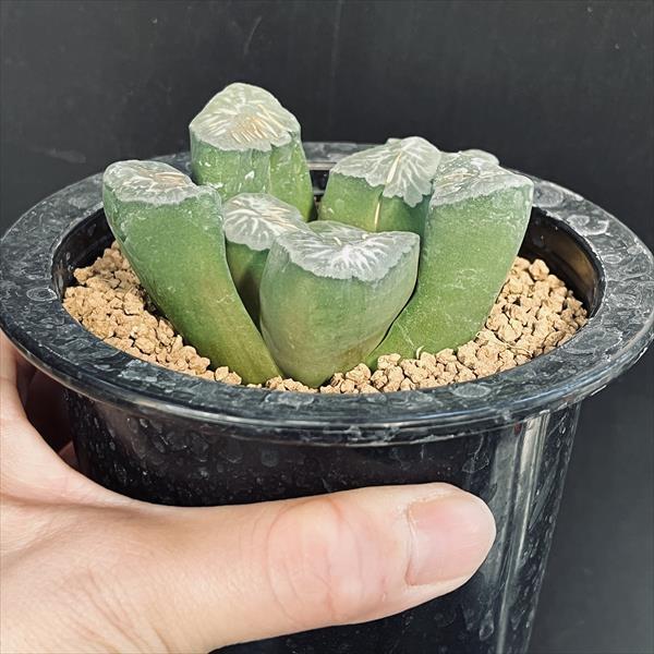 多肉植物：ハオルチア 金子氏 巨大稲妻万象*幅8cm 現品！一品限り
