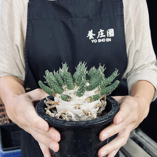 コーデックス:ユーフォルビア ガムケンシス 大株 実生*幅12cm コーデックス:ユーフォルビア ガムケンシス 大株 実生*幅12cm
