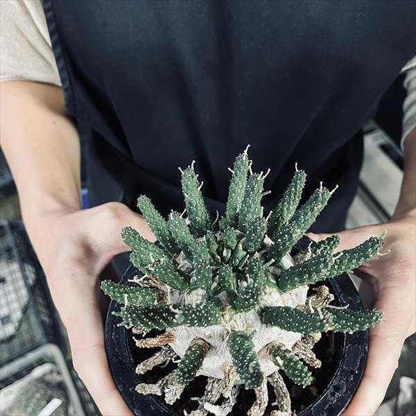 コーデックス:ユーフォルビア ガムケンシス 大株 実生*幅12cm コーデックス:ユーフォルビア ガムケンシス 大株 実生*幅12cm