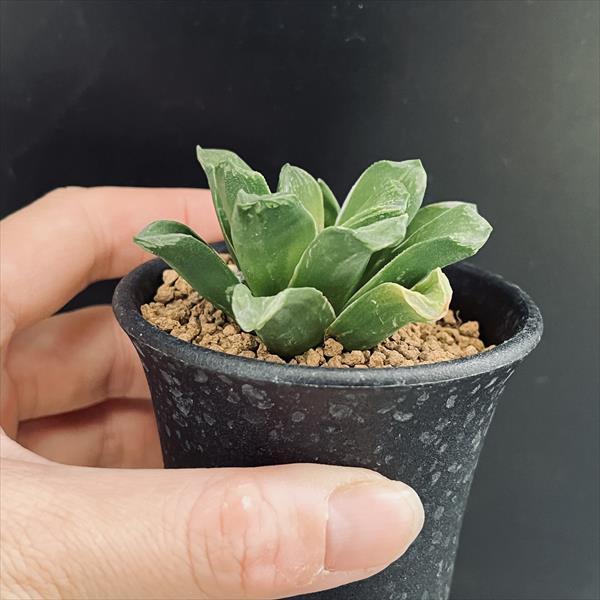 多肉植物：ハオルチア 美穂*幅5.5cm 少し斑入り : 遊恵盆栽 Yahoo!店