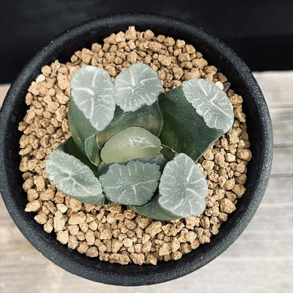 多肉植物：ハオルチア 万象*S 幅5cm : 遊恵盆栽 Yahoo!店 - 通販
